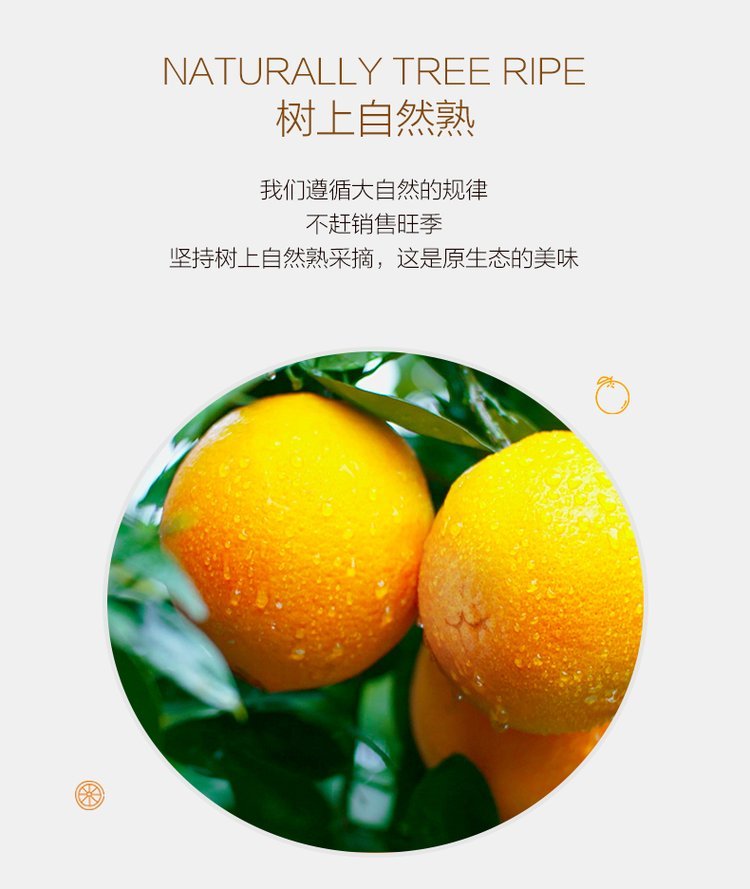 精品纽荷尔脐橙原产地现摘现发 橙子一级果产地直发_9570d3ba.jpg