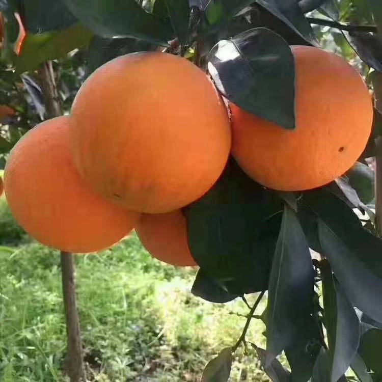 精品纽荷尔脐橙原产地现摘现发 橙子一级果产地直发_b0bc9be1.jpg