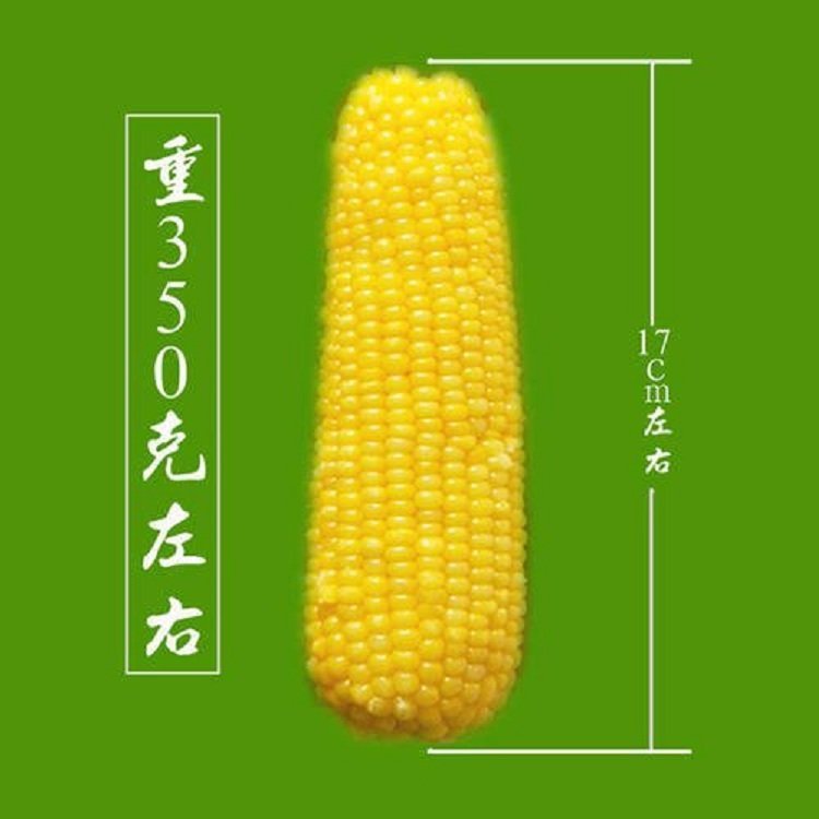 速冻甜玉米 水果玉米 冷冻新鲜蔬菜沙拉用 鲜食玉米段_4fe534d2.jpg