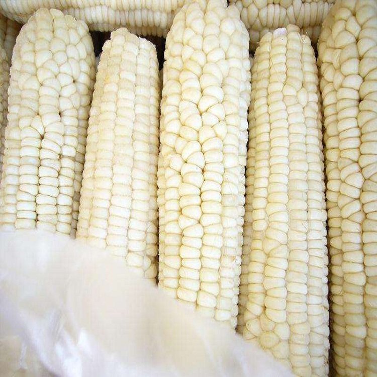 速冻甜玉米 水果玉米 冷冻新鲜蔬菜沙拉用 鲜食玉米段_1f0a7e75.jpg