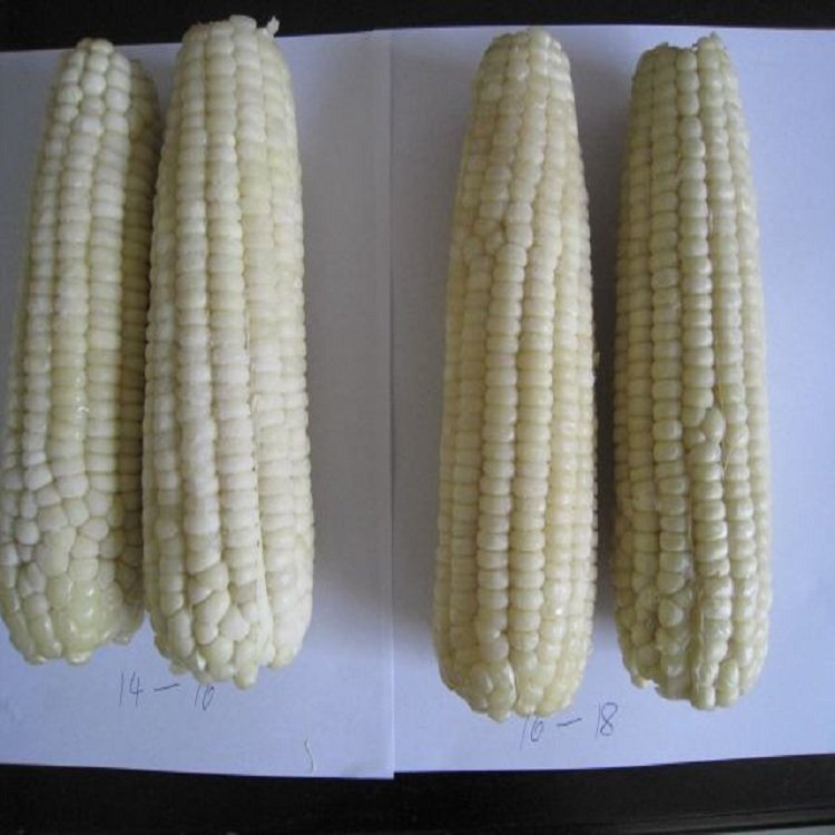 速冻甜玉米 水果玉米 冷冻新鲜蔬菜沙拉用 鲜食玉米段_d034e794.jpg