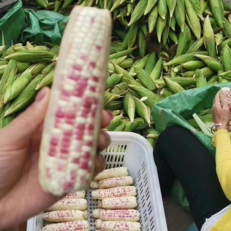 速冻甜玉米 水果玉米 冷冻新鲜蔬菜沙拉用 鲜食玉米段_cbd84262.jpg