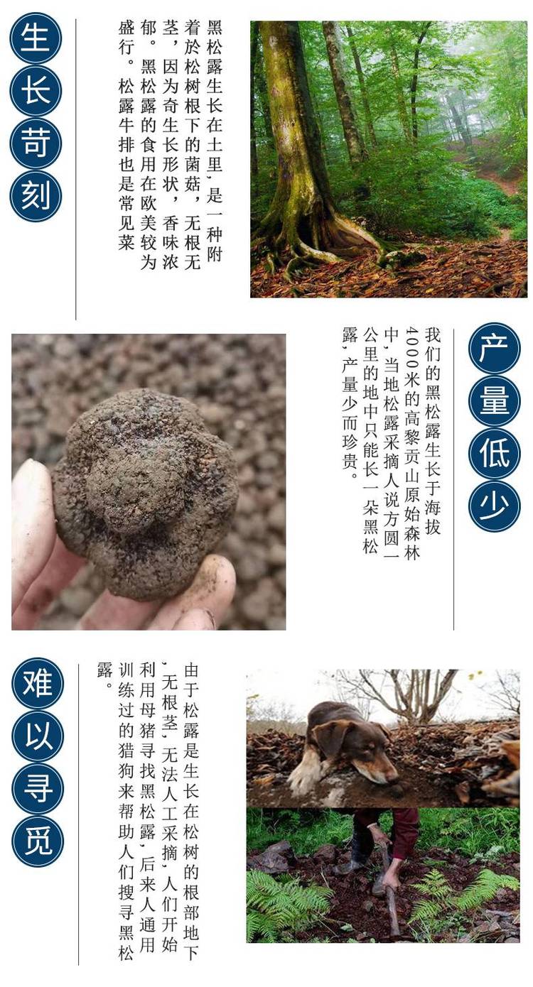 彝山香批发云南新鲜松露 块菌 猪拱菌3-9CM供应_9b140569.jpg