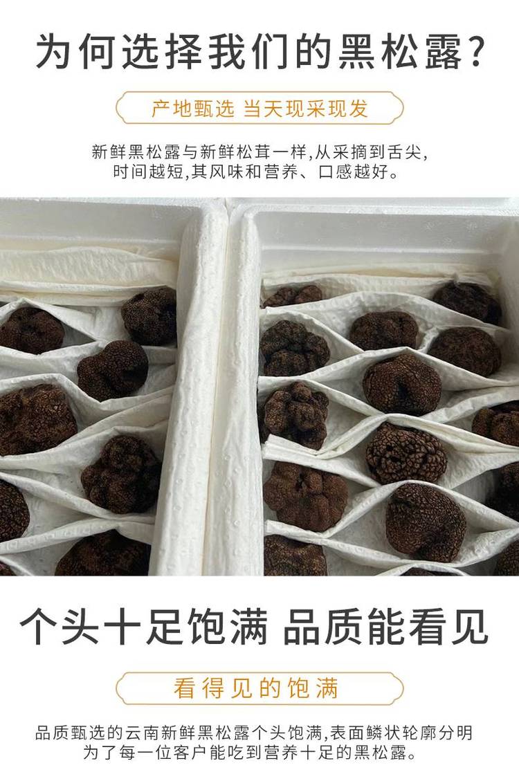 彝山香批发云南新鲜松露 块菌 猪拱菌3-9CM供应_77be0938.jpg