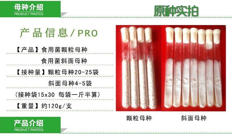 优质白灵菇 食用菌母种原种 栽培种出菇菌包 一级种二级种三级种_fa104ff8.jpg