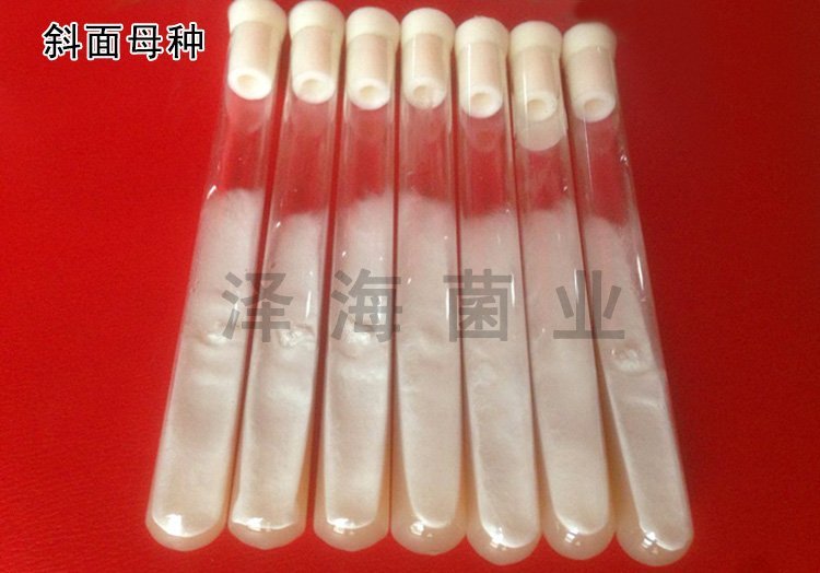 优质白灵菇 食用菌母种原种 栽培种出菇菌包 一级种二级种三级种_0870f217.jpg