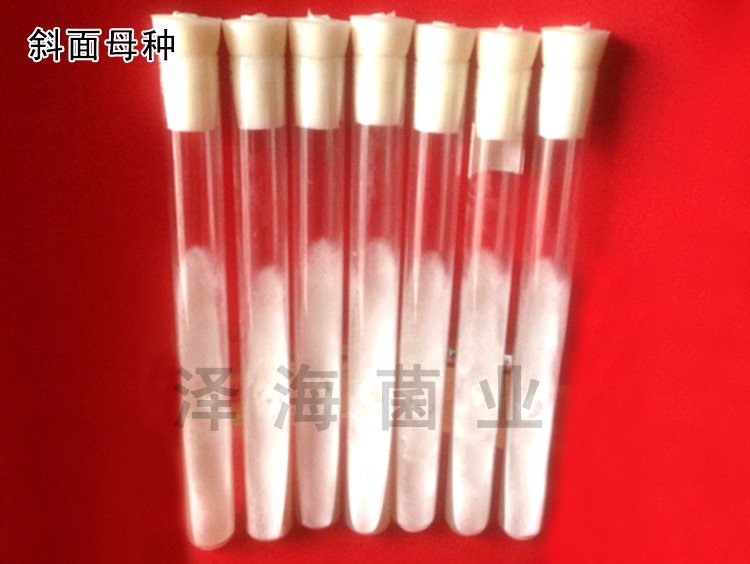 优质白灵菇 食用菌母种原种 栽培种出菇菌包 一级种二级种三级种_57499ed1.jpg