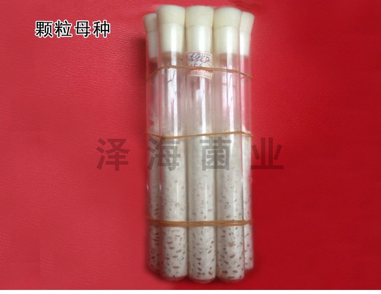 优质白灵菇 食用菌母种原种 栽培种出菇菌包 一级种二级种三级种_776d7f6f.jpg