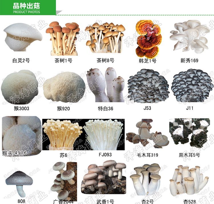 优质白灵菇 食用菌母种原种 栽培种出菇菌包 一级种二级种三级种_bb9ed2d2.jpg