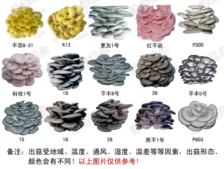优质白灵菇 食用菌母种原种 栽培种出菇菌包 一级种二级种三级种_dc083d99.jpg