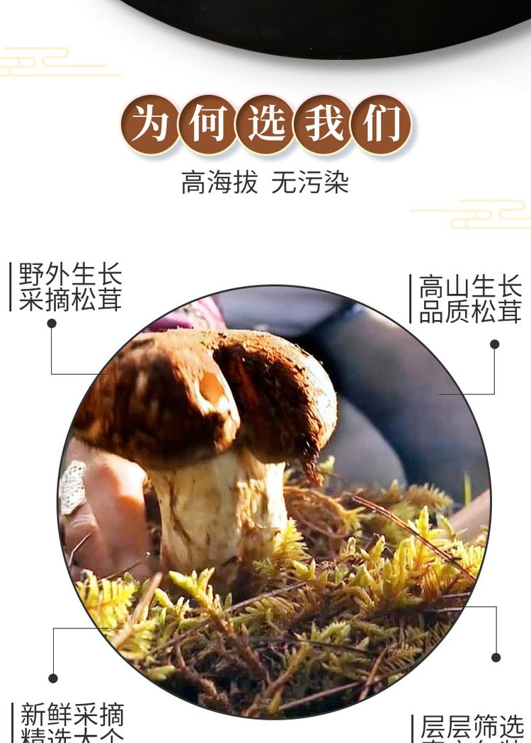 菌状元特产新鲜食用姬松茸巴西菇干货批发原色鸡松茸_3996235c.jpg