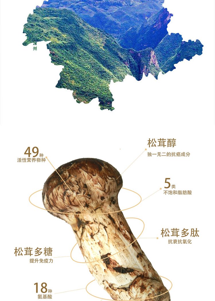 菌状元特产新鲜食用姬松茸巴西菇干货批发原色鸡松茸_e0f80ee0.jpg