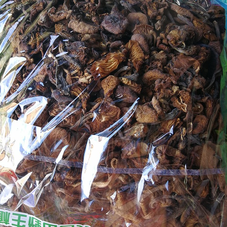 野生人采摘元蘑 一件代发 榛蘑东北野生蘑菇 农家野菜_71e12c71.jpg