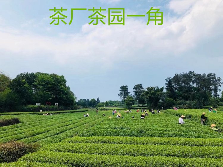 2022年新茶 蒲茗坊 明前头采嫩芽 茉莉花茶 蒙顶山散装飘雪 _28e9bb92.jpg