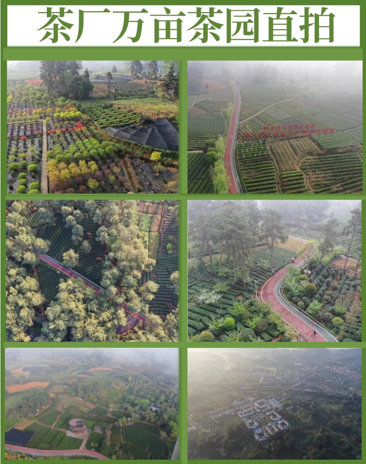 2022年新茶 蒲茗坊 明前头采嫩芽 茉莉花茶 蒙顶山散装飘雪 _4f52da1e.jpg