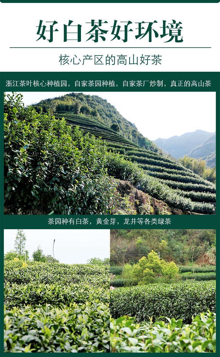 安吉白茶 清明前采摘一级茶 明前茶香醇浓郁 回味香甜 馈赠佳品_1d4222c6.jpg