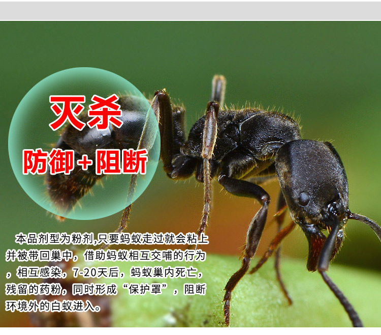 白蚁药粉 别墅灭白蚁药粉剂 白蚁防治杀虫剂家用白蚁药水_a95ee420.jpg