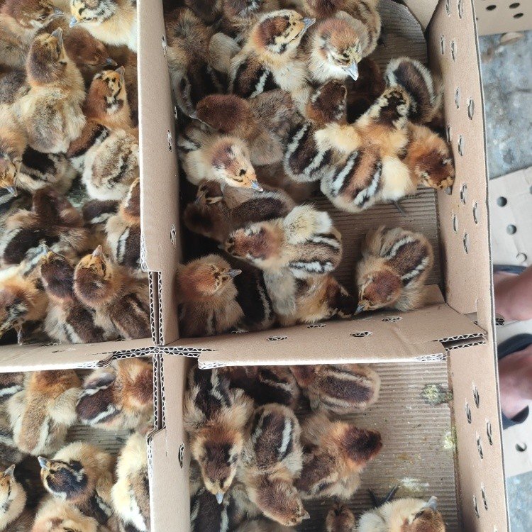纯种快大型麻羽乌鸡苗养鸡场 麻羽乌鸡苗供应 云南麻乌鸡苗批发.jpg