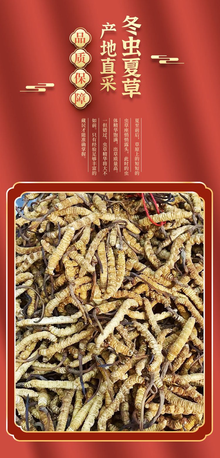 冬虫夏草批发 干货虫草花供应 虫草茶礼盒装可一件代发_3d84881e.jpg