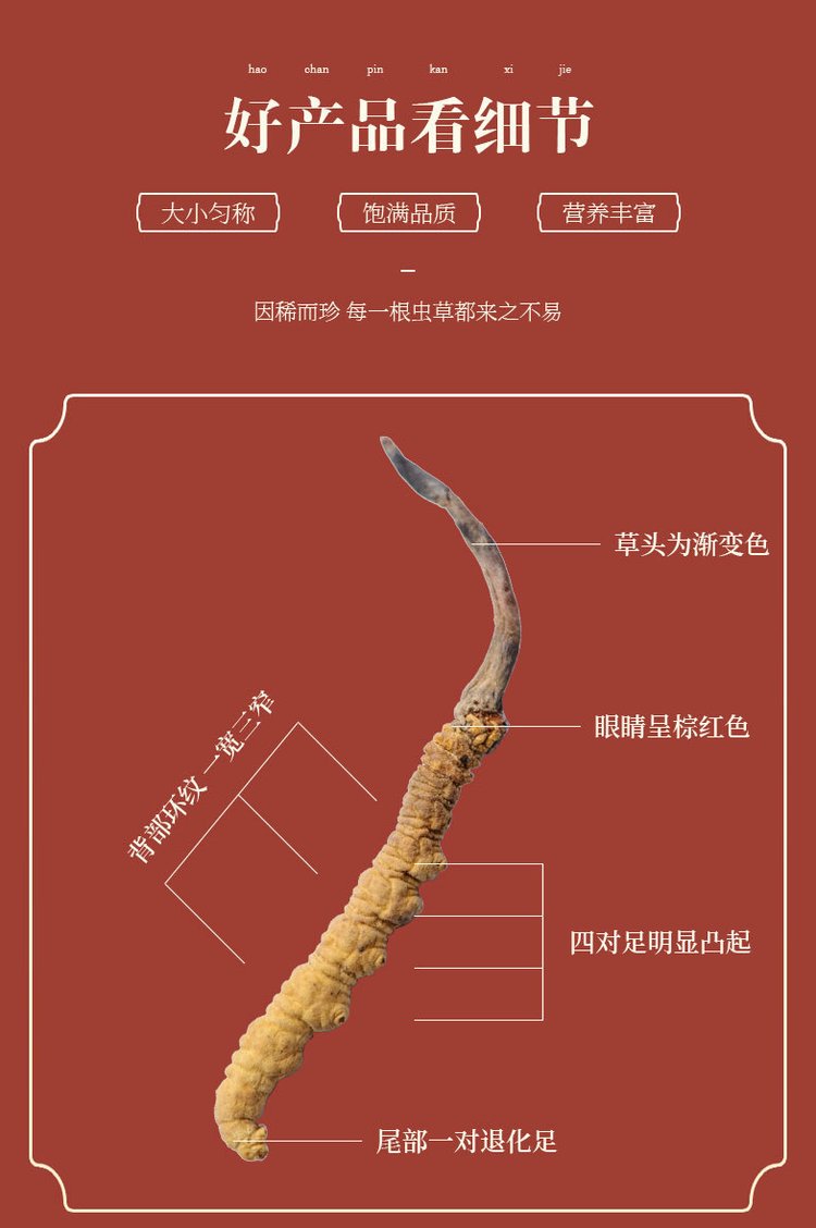 冬虫夏草批发 干货虫草花供应 虫草茶礼盒装可一件代发_99d26f0a.jpg
