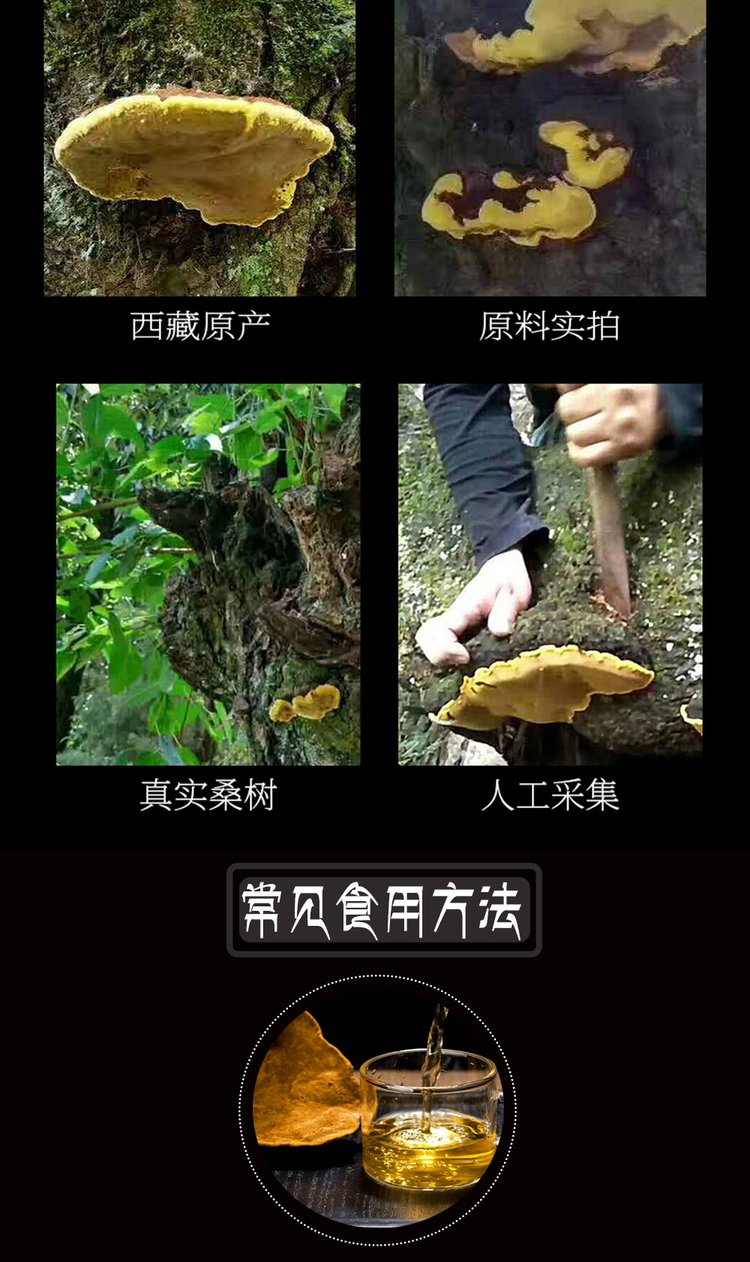 西藏纯桑树桑黄 灵芝整枝 西藏桑树桑黄一斤装（500克袋）_0efff8d5.jpg