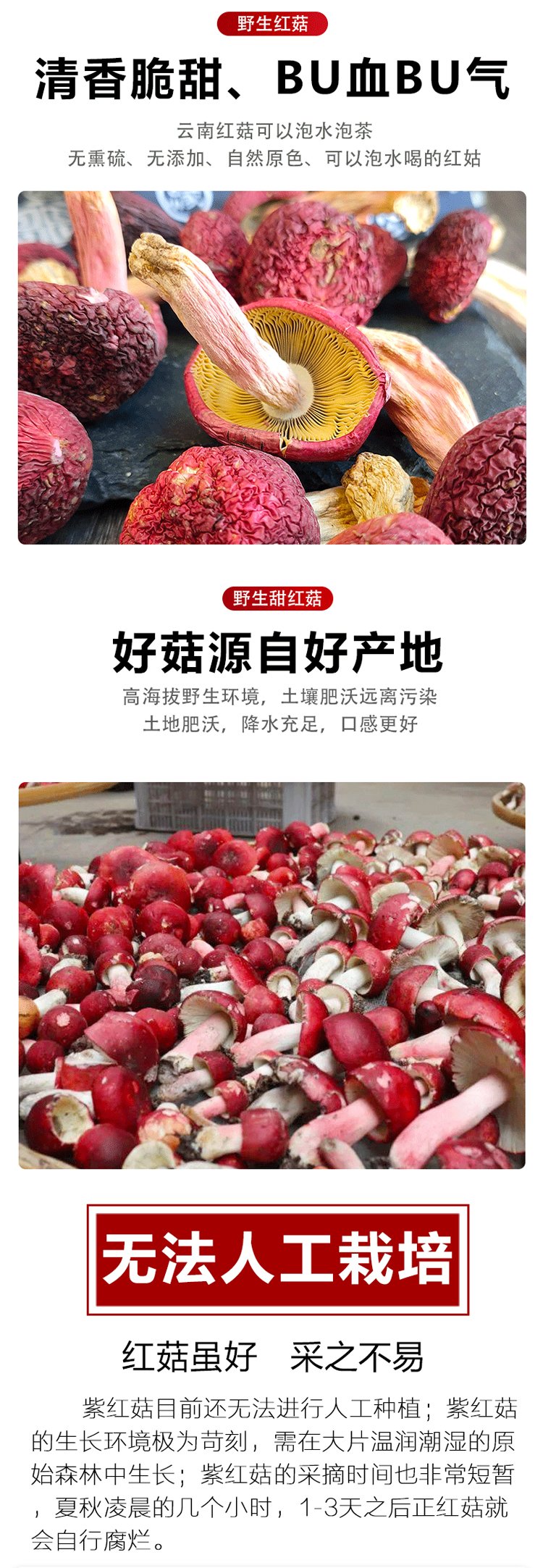 2022年纯野生红菇新货上市 正宗红蘑菇干货 肉厚无沙 颗颗精选_e45bc83c.jpg