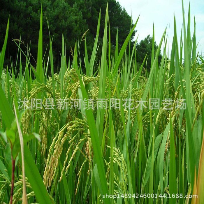 优质高产杂交水稻品种 新两优98 泰米品质 抗倒伏适应性广产量高_d7d26854.jpg