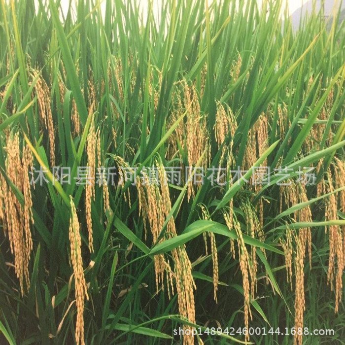 优质高产杂交水稻品种 新两优98 泰米品质 抗倒伏适应性广产量高_43bb4237.jpg