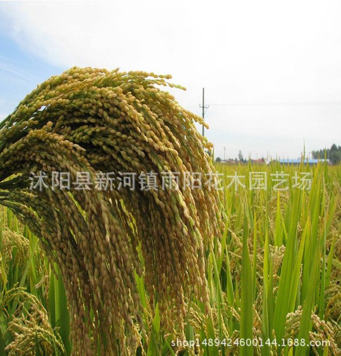 优质高产杂交水稻品种 新两优98 泰米品质 抗倒伏适应性广产量高_e6b8c93d.jpg