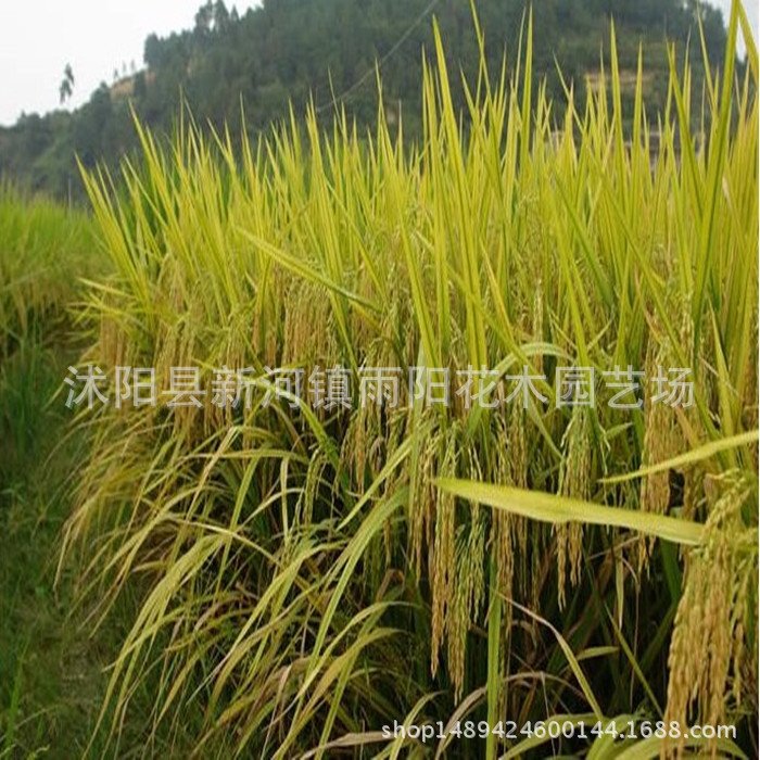 优质高产杂交水稻品种 新两优98 泰米品质 抗倒伏适应性广产量高_26dbd6ca.jpg