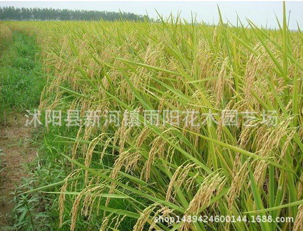 优质高产杂交水稻品种 新两优98 泰米品质 抗倒伏适应性广产量高_ad067e9a.jpg