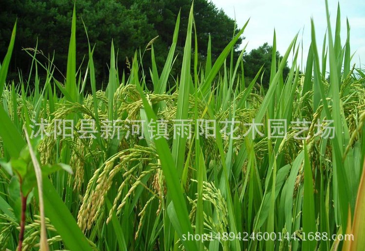 优质高产杂交水稻品种 新两优98 泰米品质 抗倒伏适应性广产量高_2f643e3a.jpg