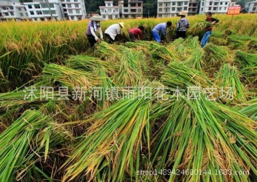优质高产杂交水稻品种 新两优98 泰米品质 抗倒伏适应性广产量高_f58d4545.jpg