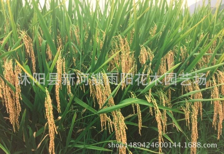 优质高产杂交水稻品种 新两优98 泰米品质 抗倒伏适应性广产量高_8983d1ac.jpg