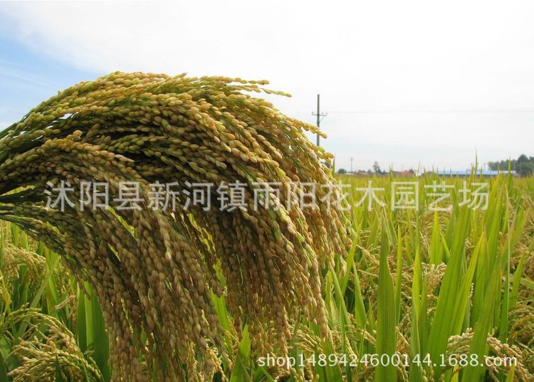 优质高产杂交水稻品种 新两优98 泰米品质 抗倒伏适应性广产量高_211f3607.jpg