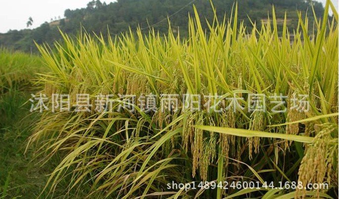 优质高产杂交水稻品种 新两优98 泰米品质 抗倒伏适应性广产量高_33705fc2.jpg