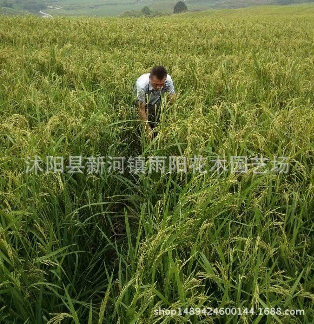优质高产杂交水稻品种 新两优98 泰米品质 抗倒伏适应性广产量高_47dc885f.jpg
