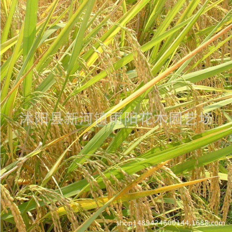 优质高产杂交水稻品种 新两优98 泰米品质 抗倒伏适应性广产量高_4ab3c814.jpg