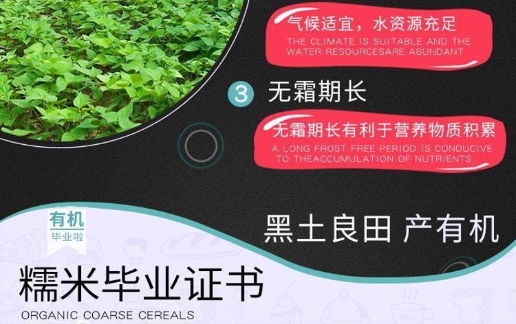 有机糯米 江米东北糯米端午包粽子米厂家批发团购 和粮农业_f6efb1f2.jpg