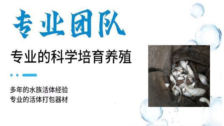 产地直供 中科五号鲫鱼，成品 湘云鲫 云贵川可送货 成活率高_b9e9a069.jpg