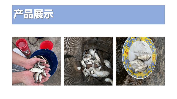 产地直供 中科五号鲫鱼，成品 湘云鲫 云贵川可送货 成活率高_f298ed7b.jpg