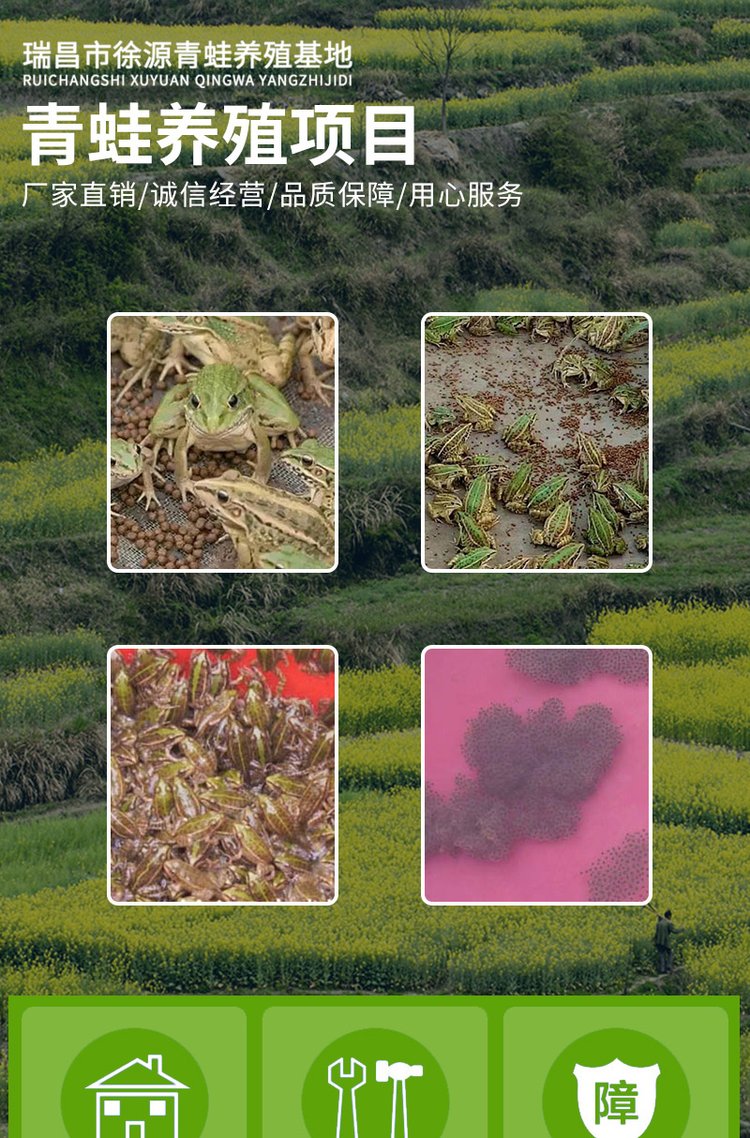 产地直供 青蛙苗 蝌蚪卵块 适应性强 支持各种运输 全年供应_a8a98308.jpg