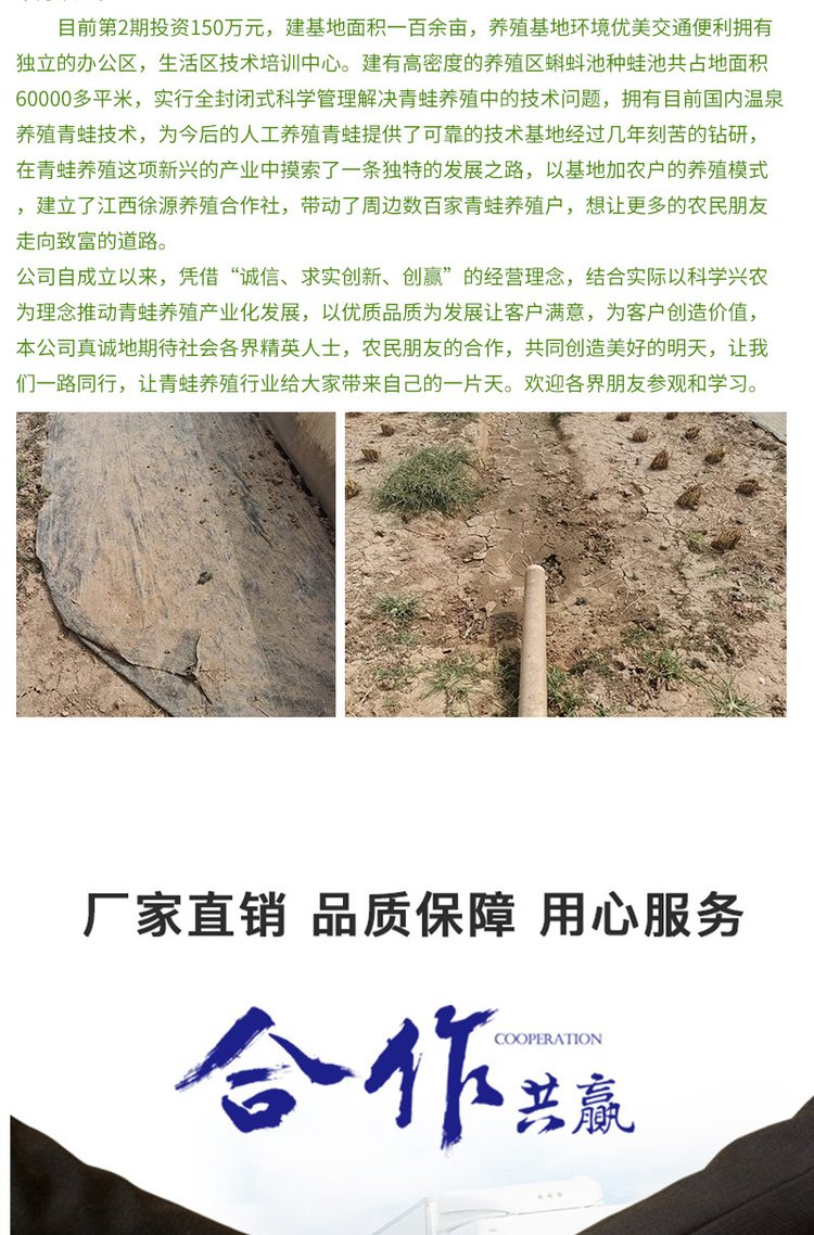 产地直供 青蛙苗 蝌蚪卵块 适应性强 支持各种运输 全年供应_7319c5dc.jpg