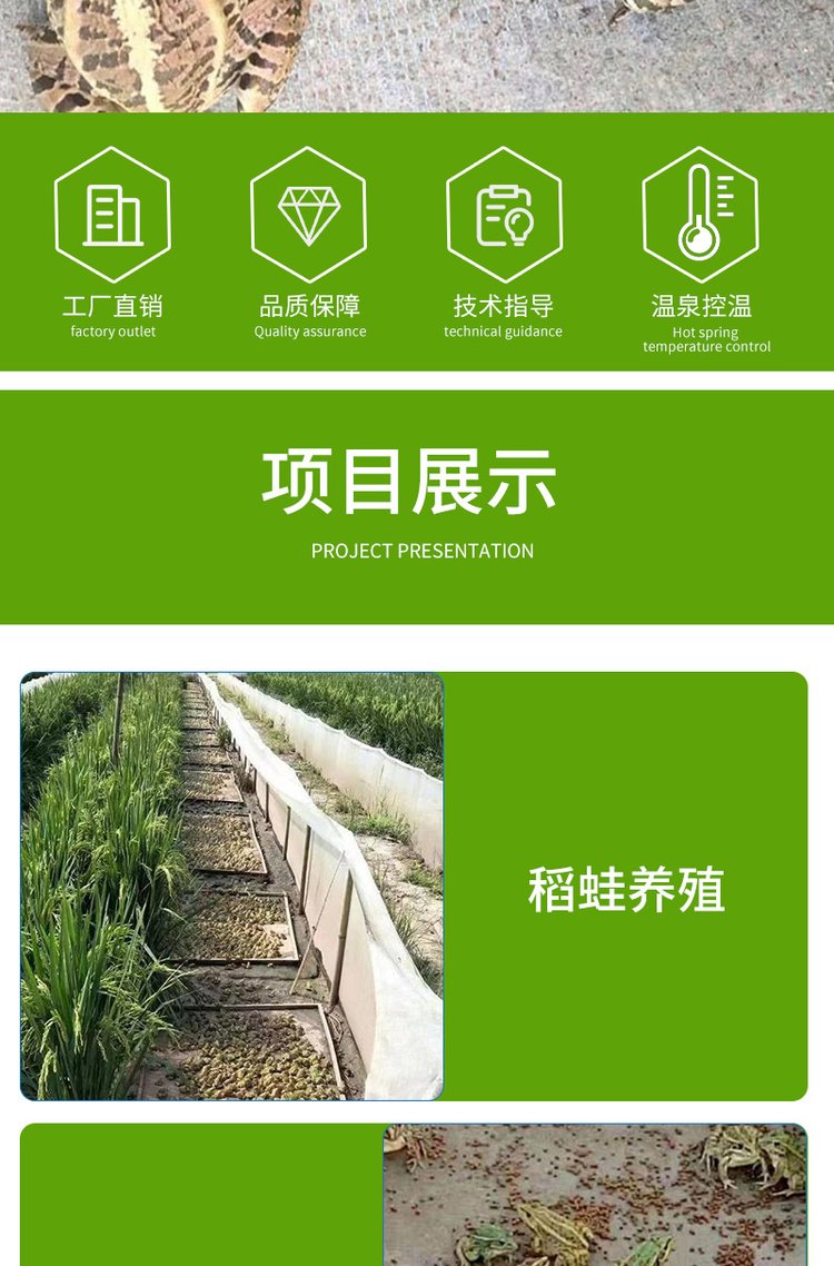 产地直供 青蛙苗 蝌蚪卵块 适应性强 支持各种运输 全年供应_5eabcde4.jpg