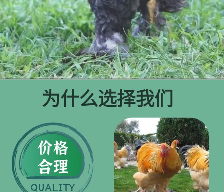 婆罗门鸡苗养殖 出售巨型梵天鸡 生动形象 技术指导饲养_f7b1f1bd.jpg