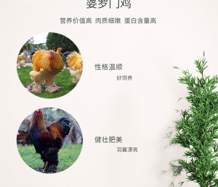婆罗门鸡苗养殖 出售巨型梵天鸡 生动形象 技术指导饲养_1166a5ae.jpg