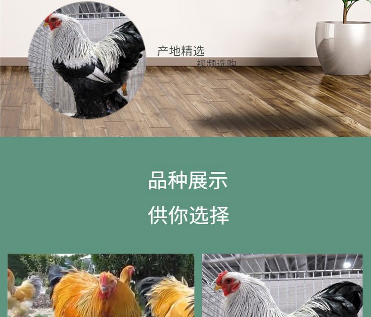 婆罗门鸡苗养殖 出售巨型梵天鸡 生动形象 技术指导饲养_d01808c7.jpg