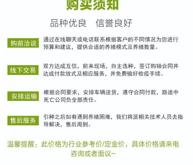 婆罗门鸡苗养殖 出售巨型梵天鸡 生动形象 技术指导饲养_c13a9507.jpg