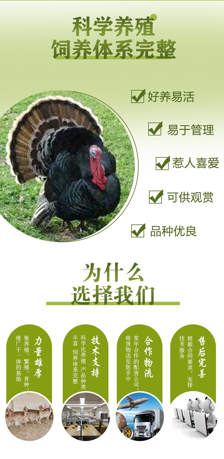 成年繁育五黑鸡 改良商品黑羽鸡苗 饲养简单启宏_9a72076f.jpg