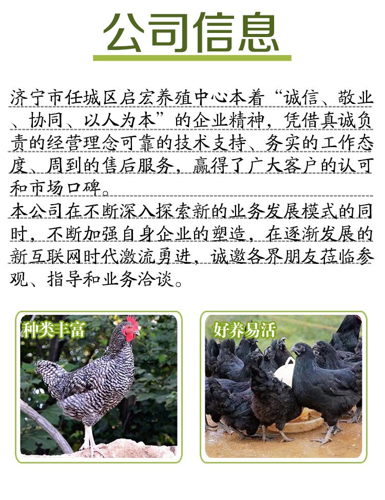 成年繁育五黑鸡 改良商品黑羽鸡苗 饲养简单启宏_d7b89534.jpg